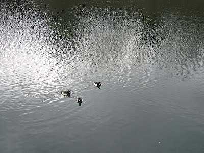 大阪城公園の水鳥たち 北外堀