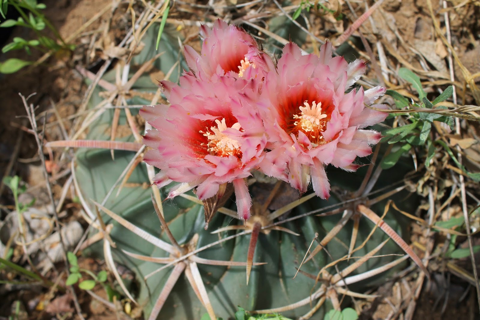 The Creek Journal May Day Horsecrippler Cactus, Agave, the