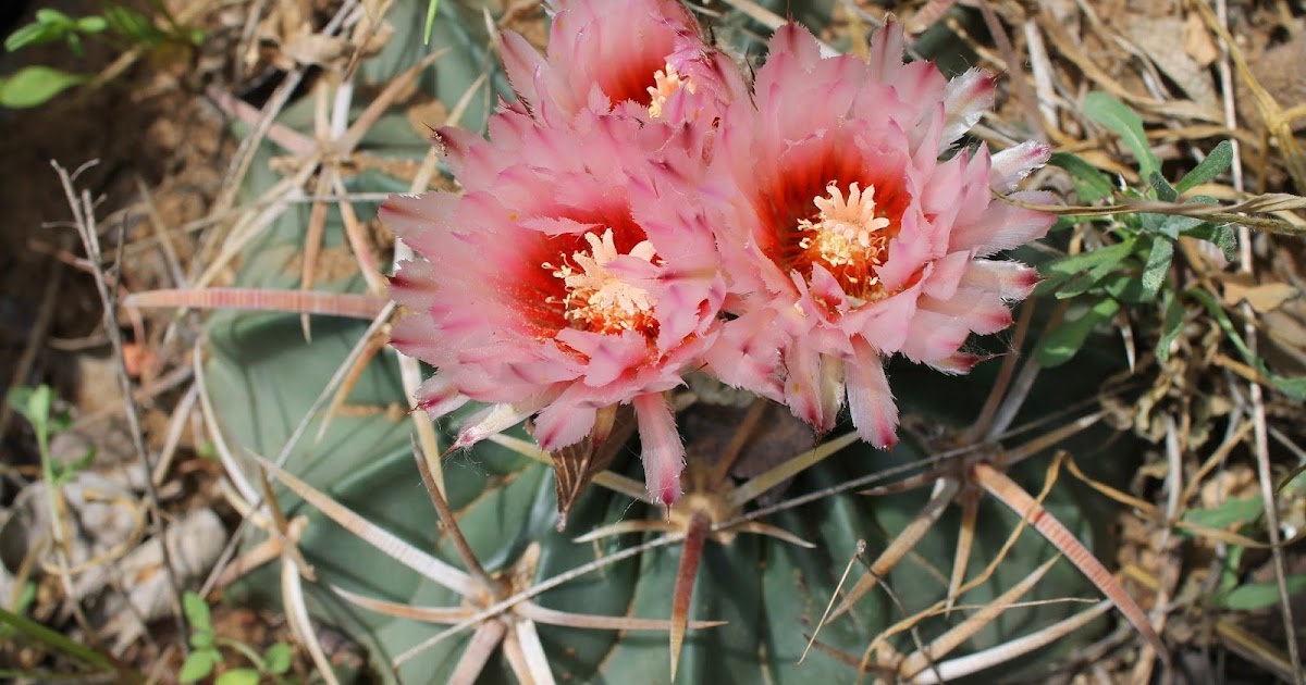The Creek Journal May Day Horsecrippler Cactus, Agave, the
