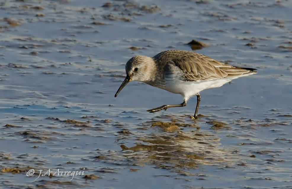 Correlimos comun, Calidris alpina, Dunlin Correlimos comun, Calidris alpina, Dunlin