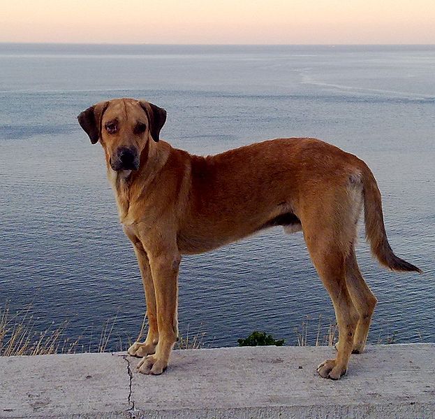 download free feral dogs download free feral dogs
