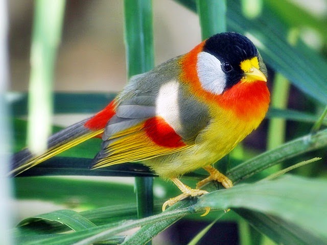 Foto Burung Panca Warna Terbaik