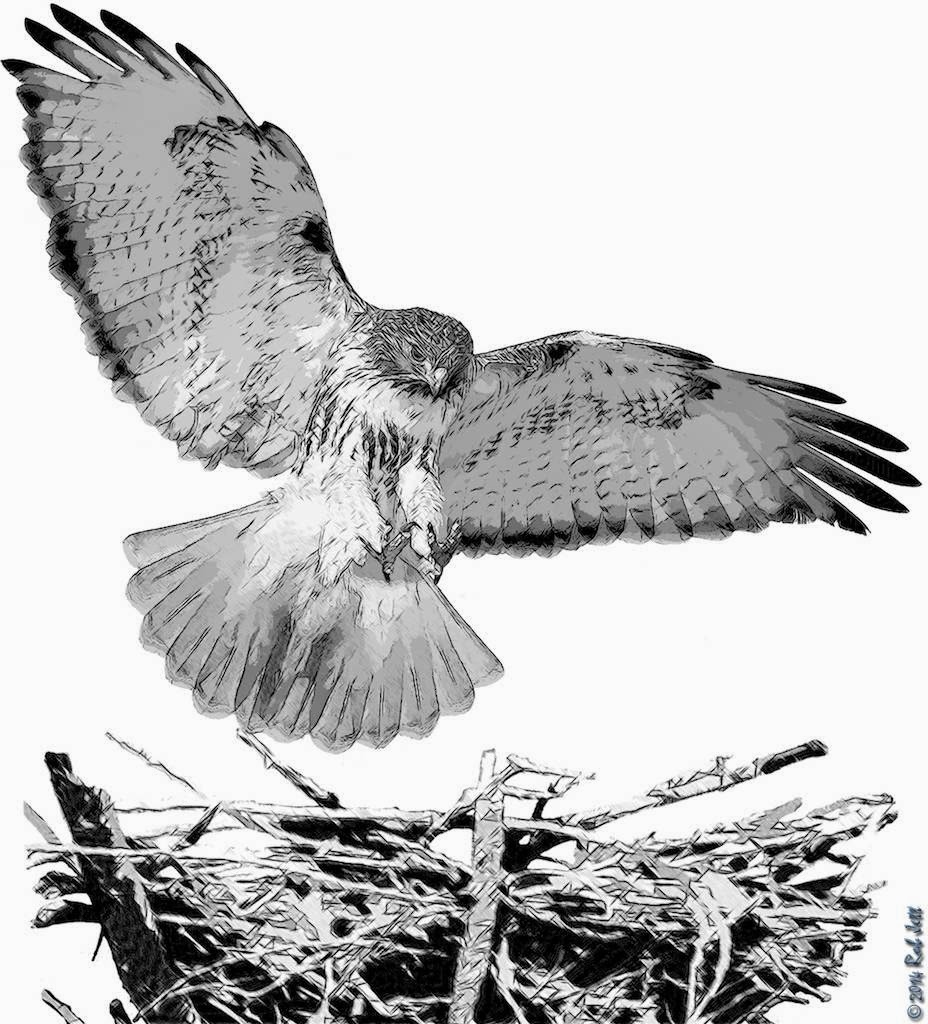 The City Birder The Redtailed Hawk Journals