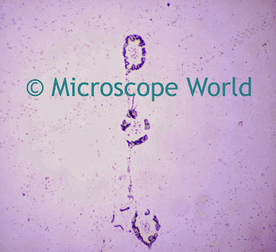 Bacillus bacteria under biology microscope