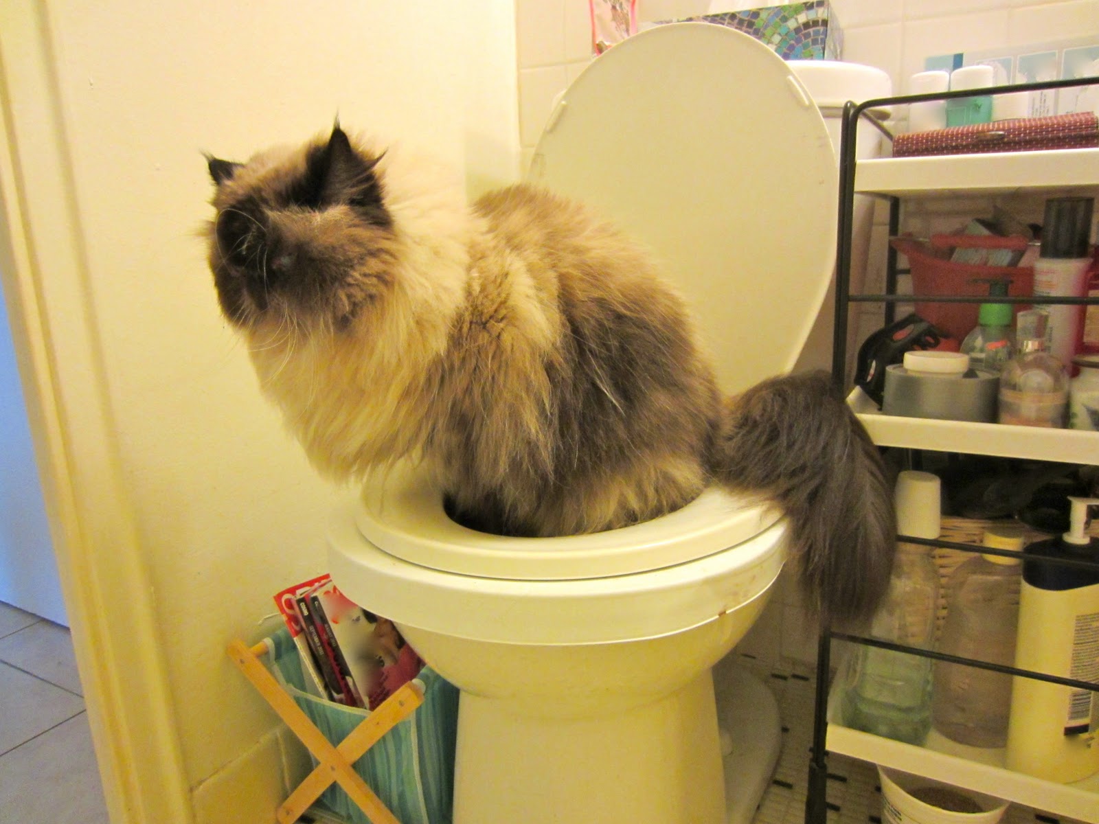 Kitten the Cat Potty Training The Final Chapter