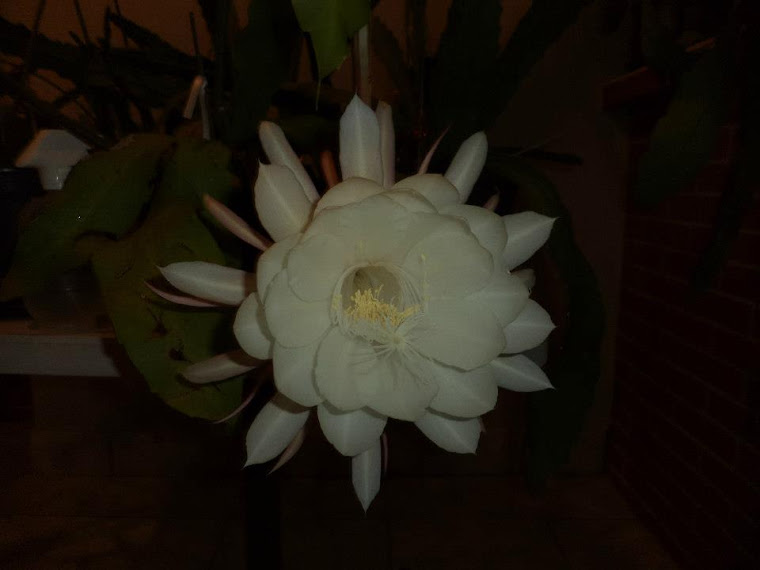 DAMA DA NOITE - Cactus orquídea epiphyllum - branca