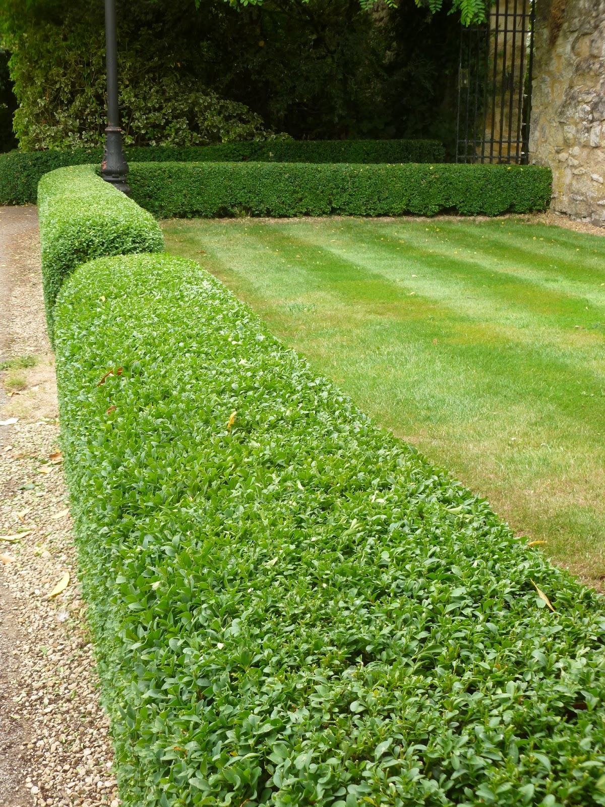 Worcester College Gardeners 20092018 A Morning Of Cutting Box Hedging
