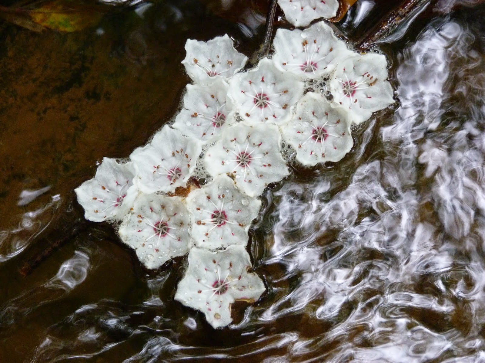 Dewberry Lands Wildflower Pictures