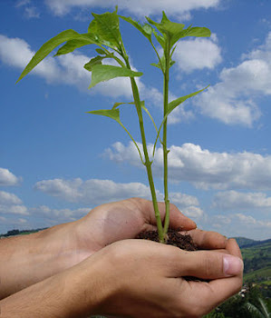 DIA DO MEIO AMBIENTE