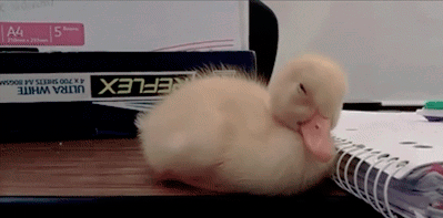 Sleepy+Cute+Duck.gif