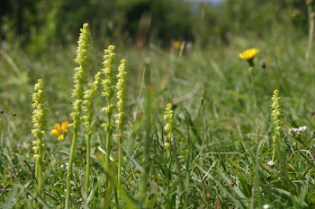 Musk Orchids