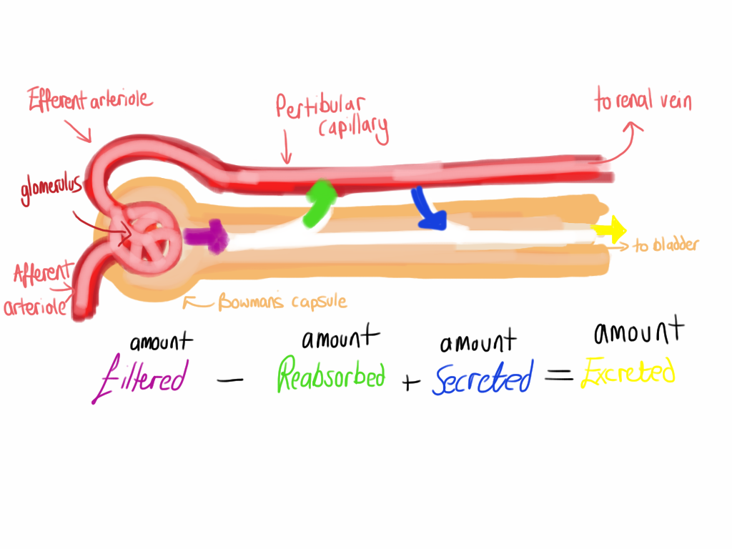 Physiological Overview Kidneys Filter, Reabsorb and Secrete