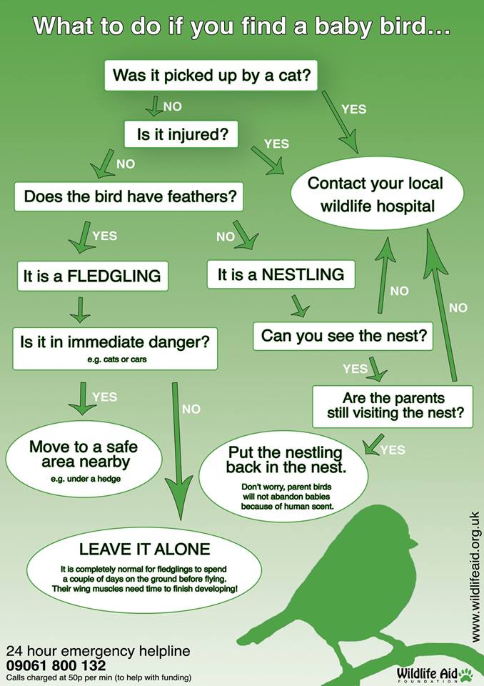i speak for the fleas what to do with fledglings and i speak for the fleas what to do with fledglings and