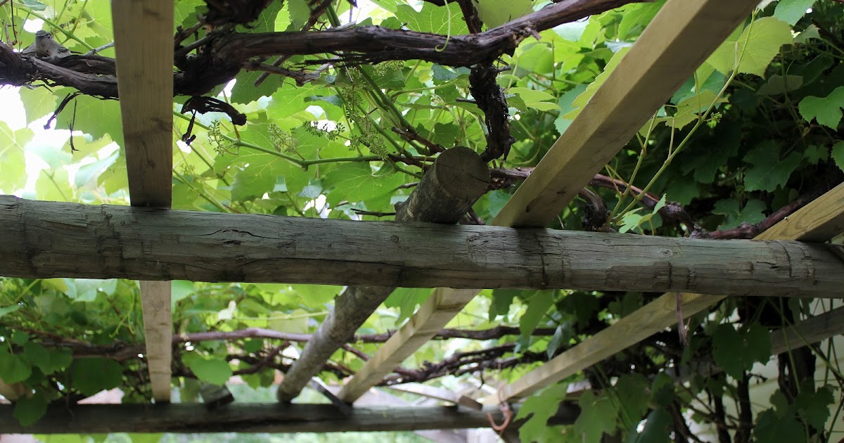 My Mountain Garden Gleanings Grape Arbour Revisions