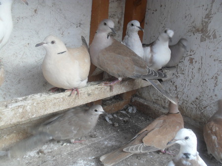 Casa Dos Passaroscz Passaros Esta tropa de pombos do esquadrão de. casa dos passaroscz