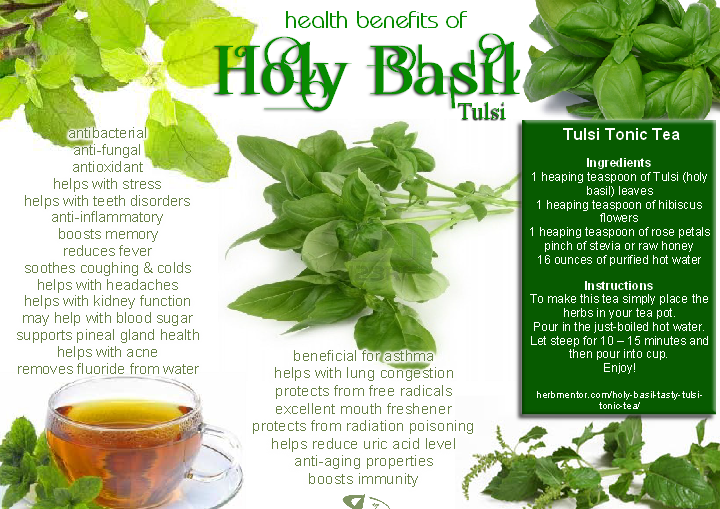 Your Health with Nutrition Health benefits of Holy Basil