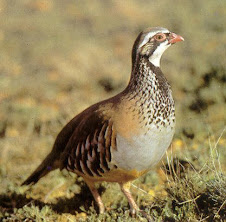 Fauna Bacia Taquari-Antas- Fonte: Aepan-ONG - Série: Aves