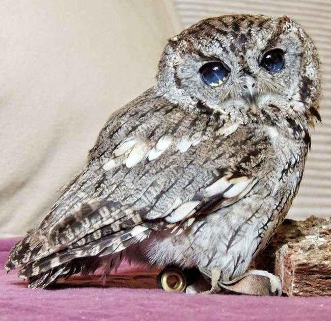 The celestial appearance inspired workers to name him Zeus, after the Roman god of the sky. - It Appears This Gorgeous Blind Owl Has Awe Inspiring Constellations In His Eyes The celestial appearance inspired workers to name him Zeus, after the Roman god of the sky. - It Appears This Gorgeous Blind Owl Has Awe Inspiring Constellations In His Eyes