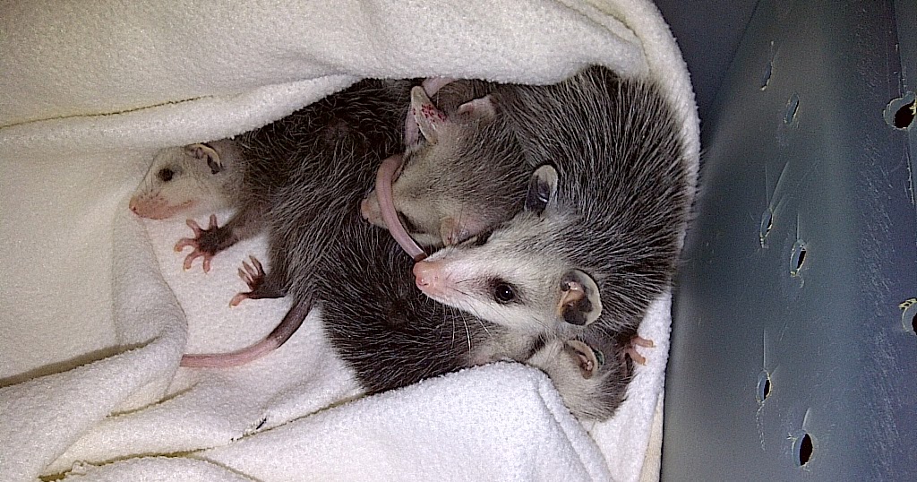 Wisconsin Wildlife Neighbors A Tale of Two Opossums