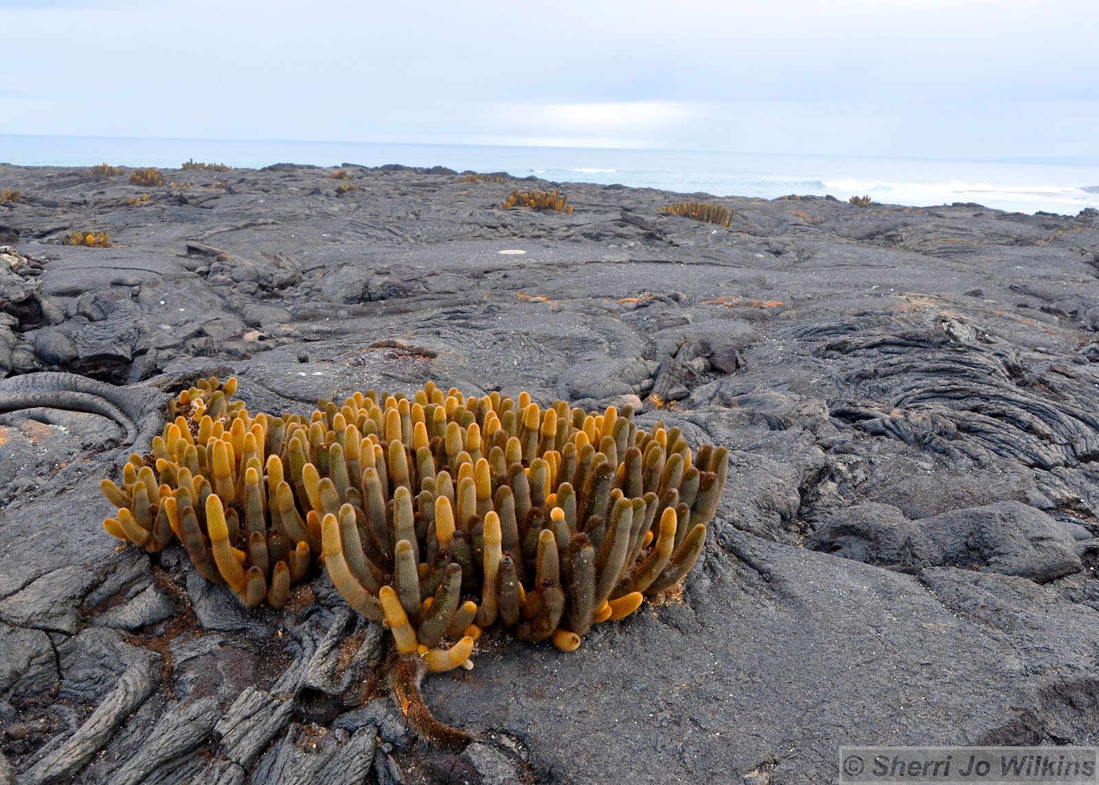 Galapagos Islands Part 6 Sherri Jo�s Because I Can