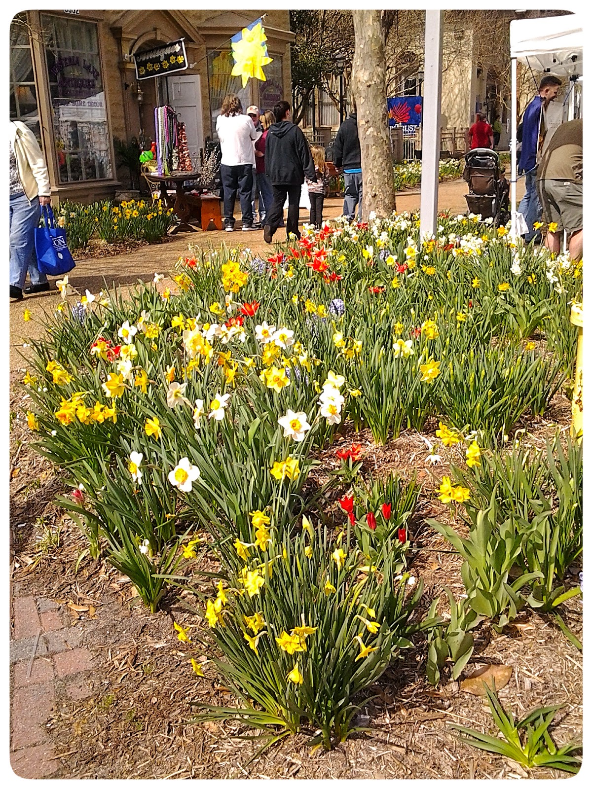 foobella designs 28th Annual Gloucester Daffodil Festival 2014