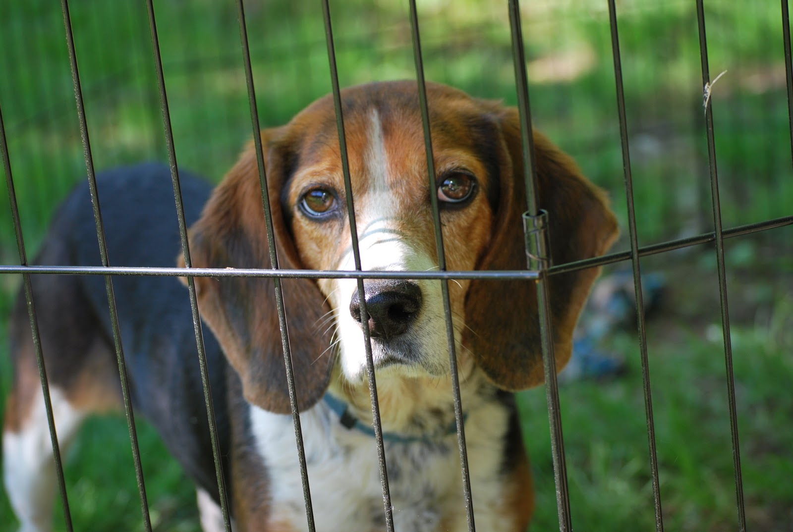 Can dogs and Chickens get along? Murano Chicken Farm