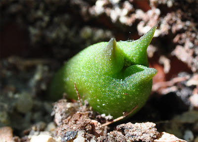 Tricotyledon Echinocactus polycephalus (SNL 91; Las Vegas, Nevada) seedling