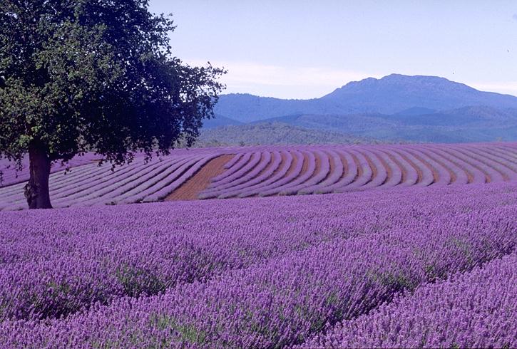 lavender house
