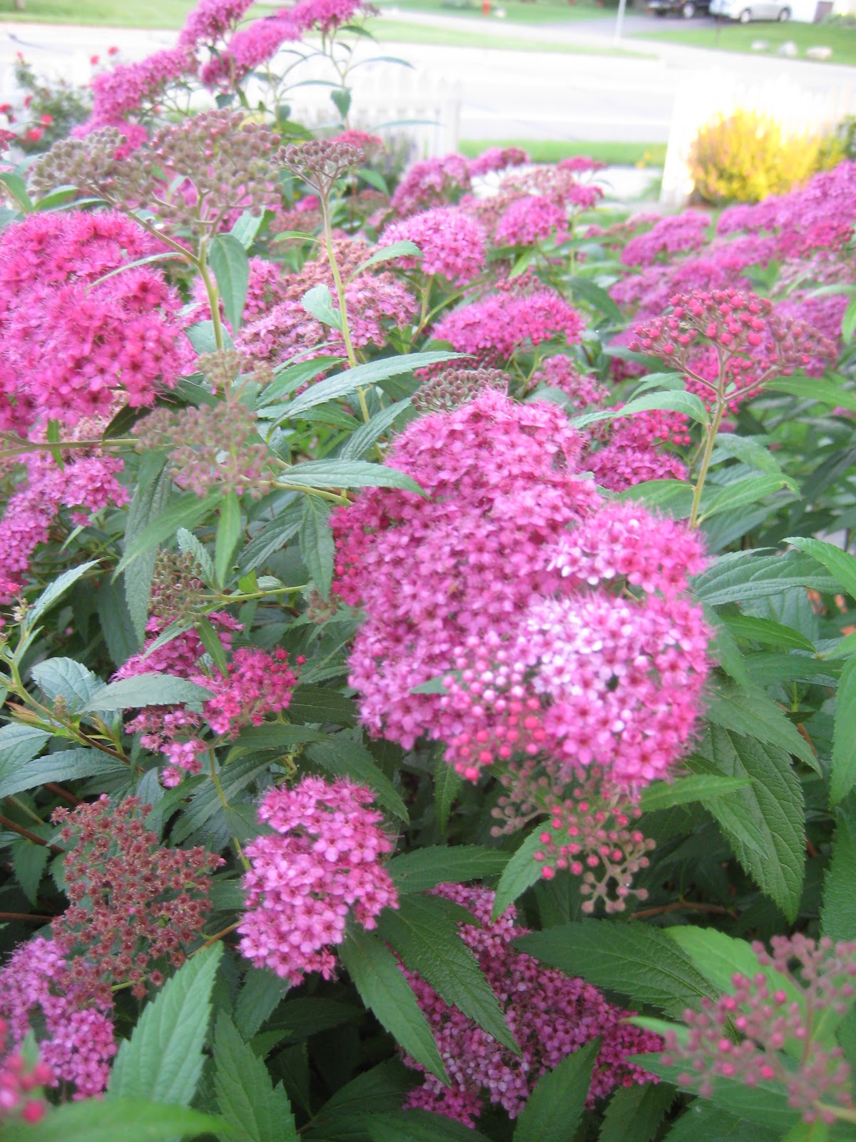 Happy At Home: Completed Front Yard Garden