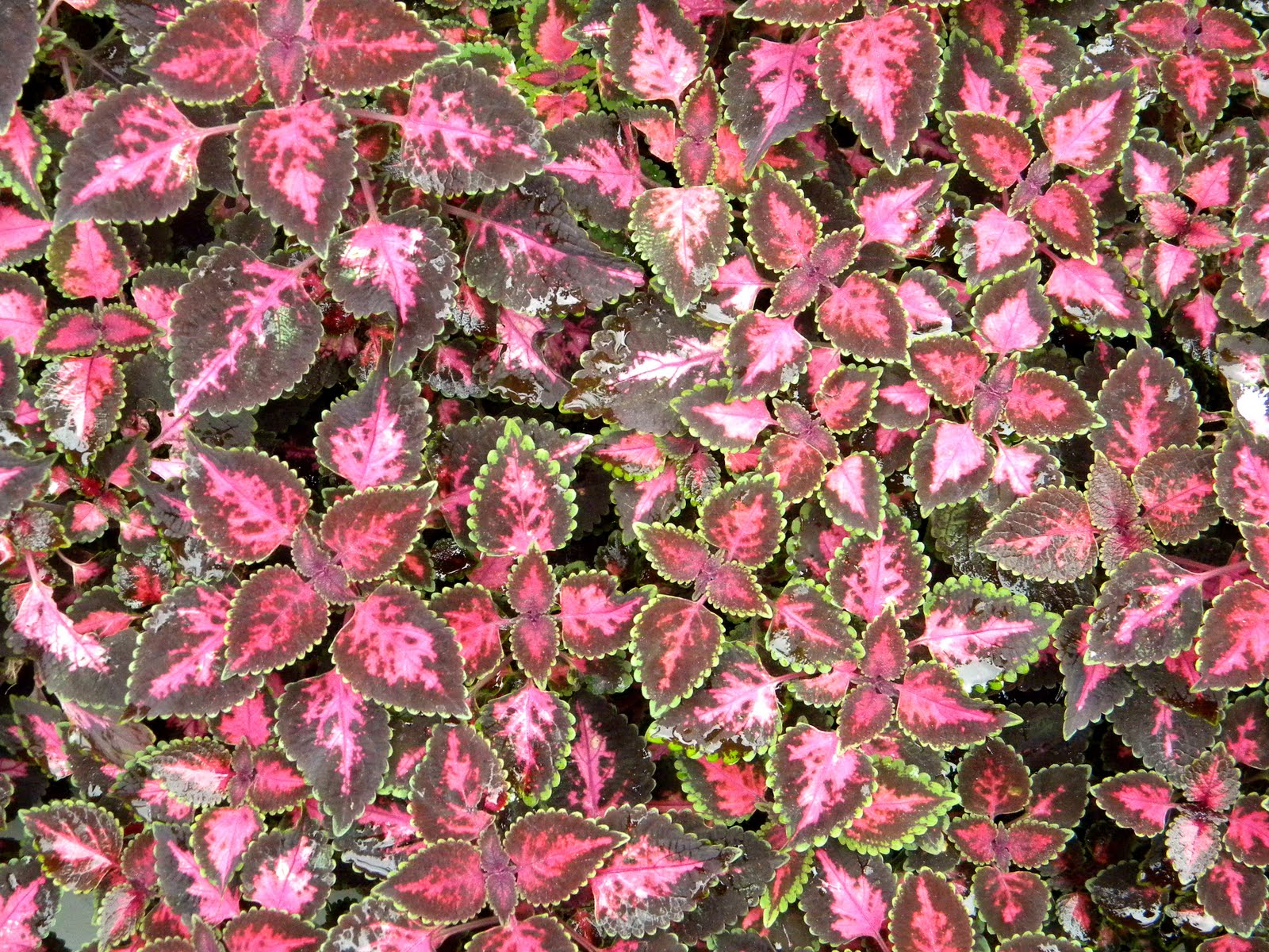 MiltiColored Flowers, Leaves and Peppers Public Domain