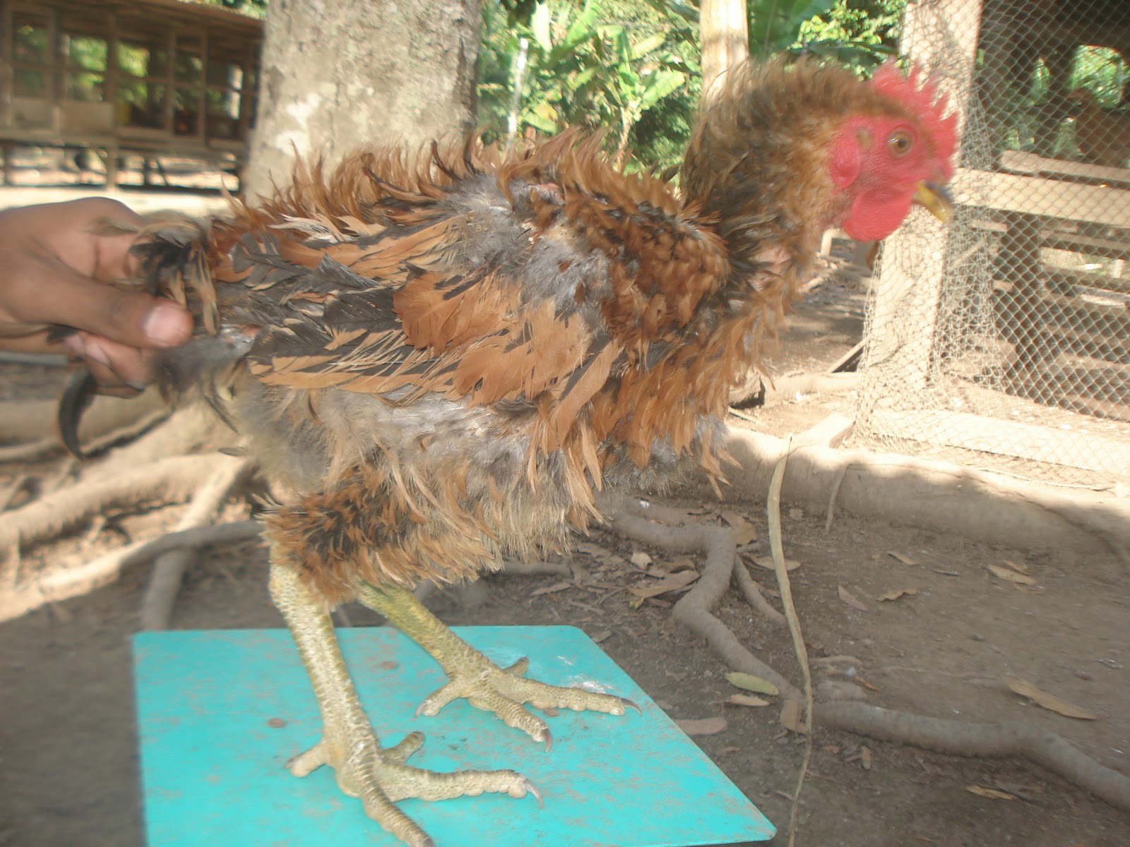 Macha Farm Ayam Bulu Blk For Sale