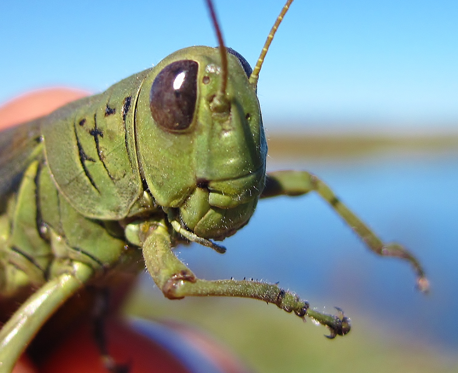 Last call for NightSinging Insects Nature on the Edge of New York City