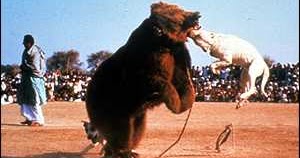 History Bull Baiting in England ~ Bullcatdog
