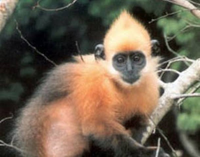 Most Amazing Almost Extinct Animals Golden-Headed Langur