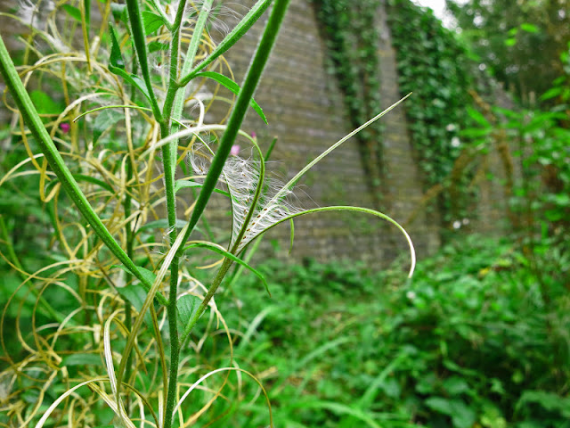 Willow Herb - Seeds being released from pod