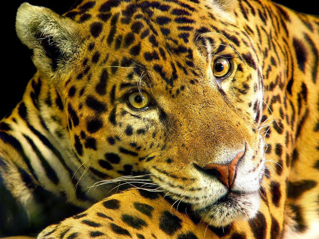InformaBicho: Animais do PETAR (Onça-pintada e Mono-carvoeiro)