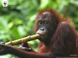 Gambar Anak Orangutan Gambar Orang Utan Sepilok Undefined Undefined Gambar Anak Orangutan Gambar Orang Utan Sepilok Undefined Undefined