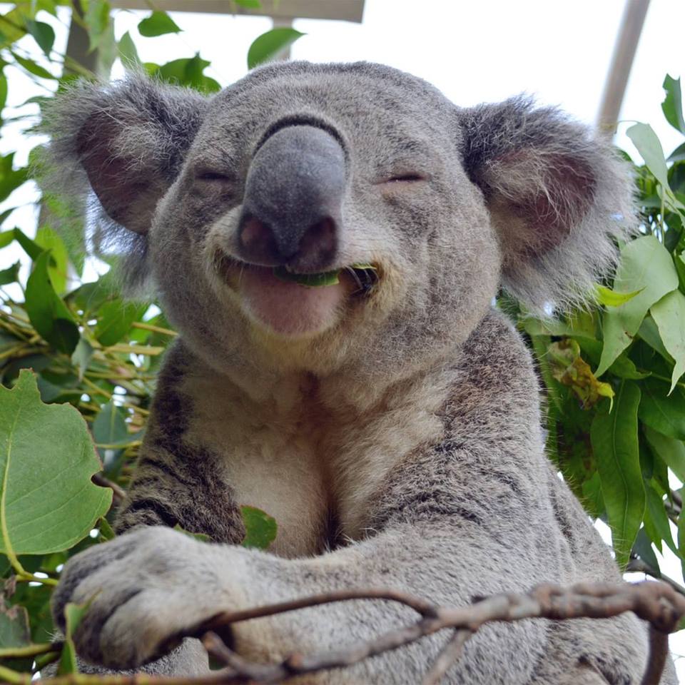Koala life