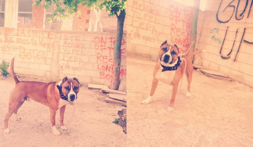 rigels rajku noizy pitbull tyson i noizy otr ma i rrezikshmi n durrs