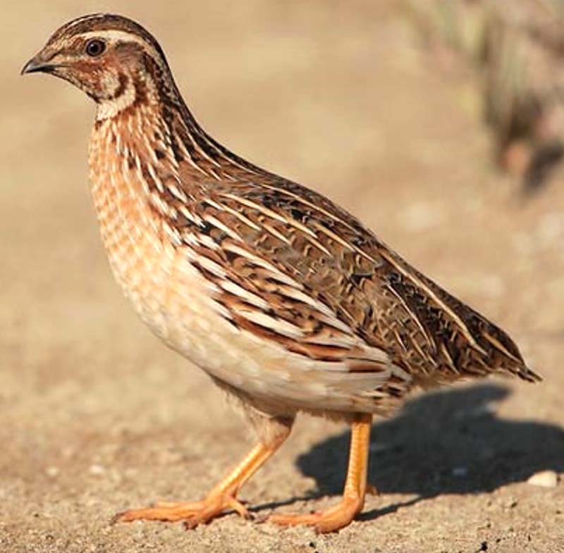 Quail Farming ROYSFARM