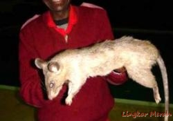 Tikus+Jenis+African+Giant+Pouched+Rats.jpg