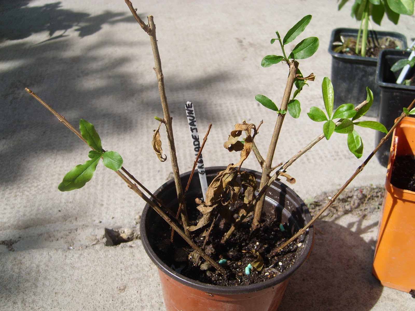 Le Jardin De Pascaline Septembre 2011