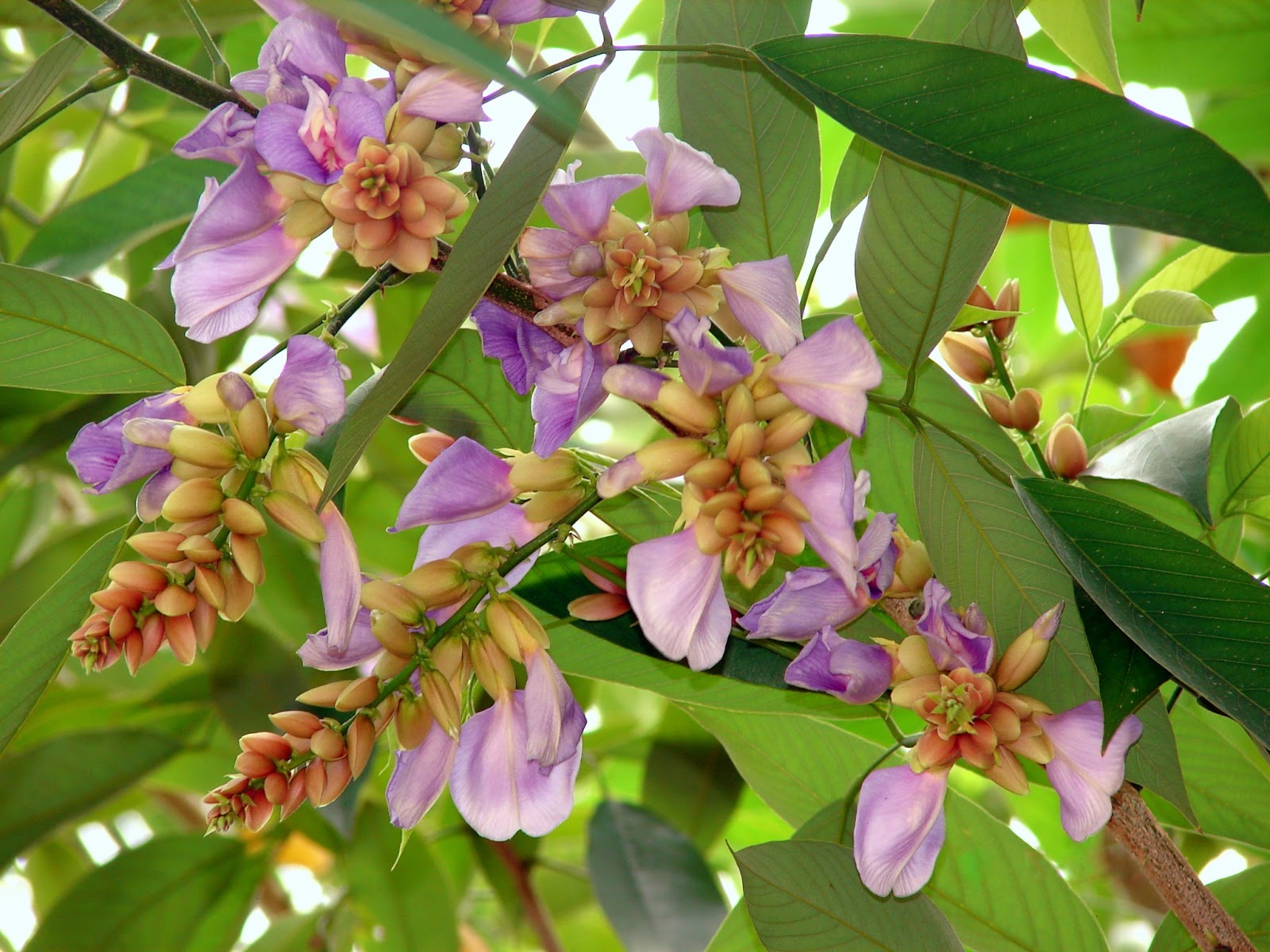 MOULMEIN ROSEWOOD TREE FLOWERS | Our World of Flowers