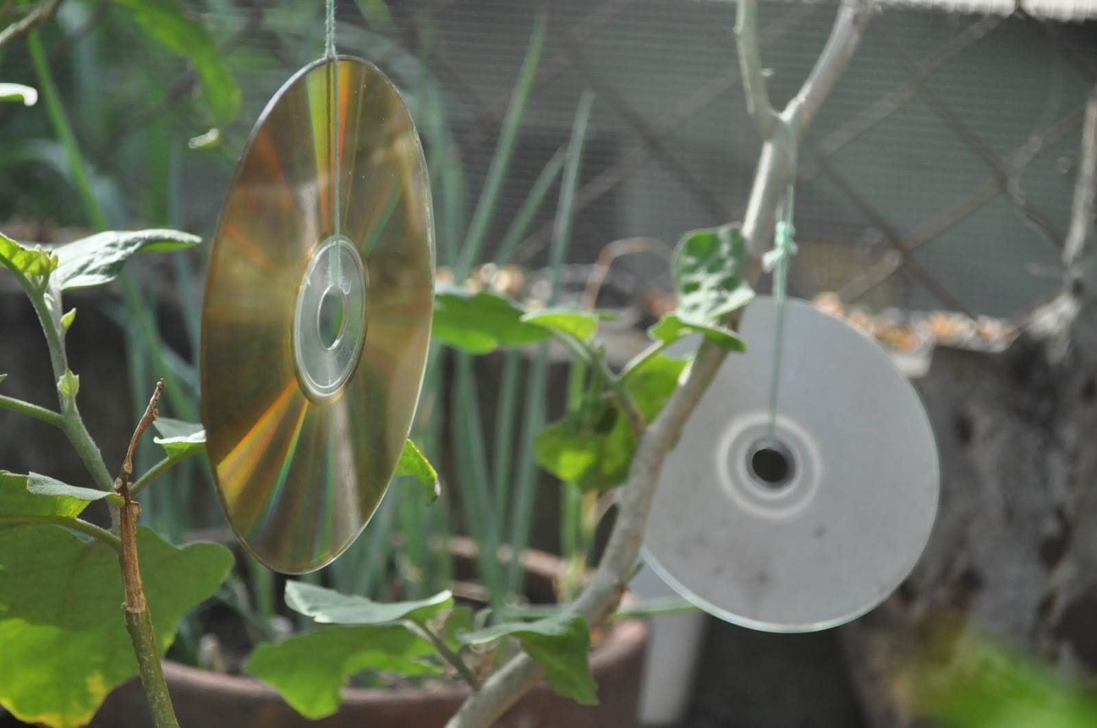 The Solo Homemakers How To Use Old CDs In The Garden