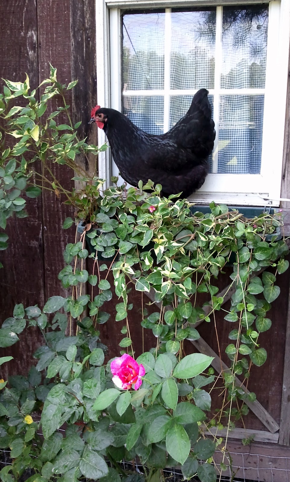 Chicken Run Landscaping Fresh Eggs Daily®