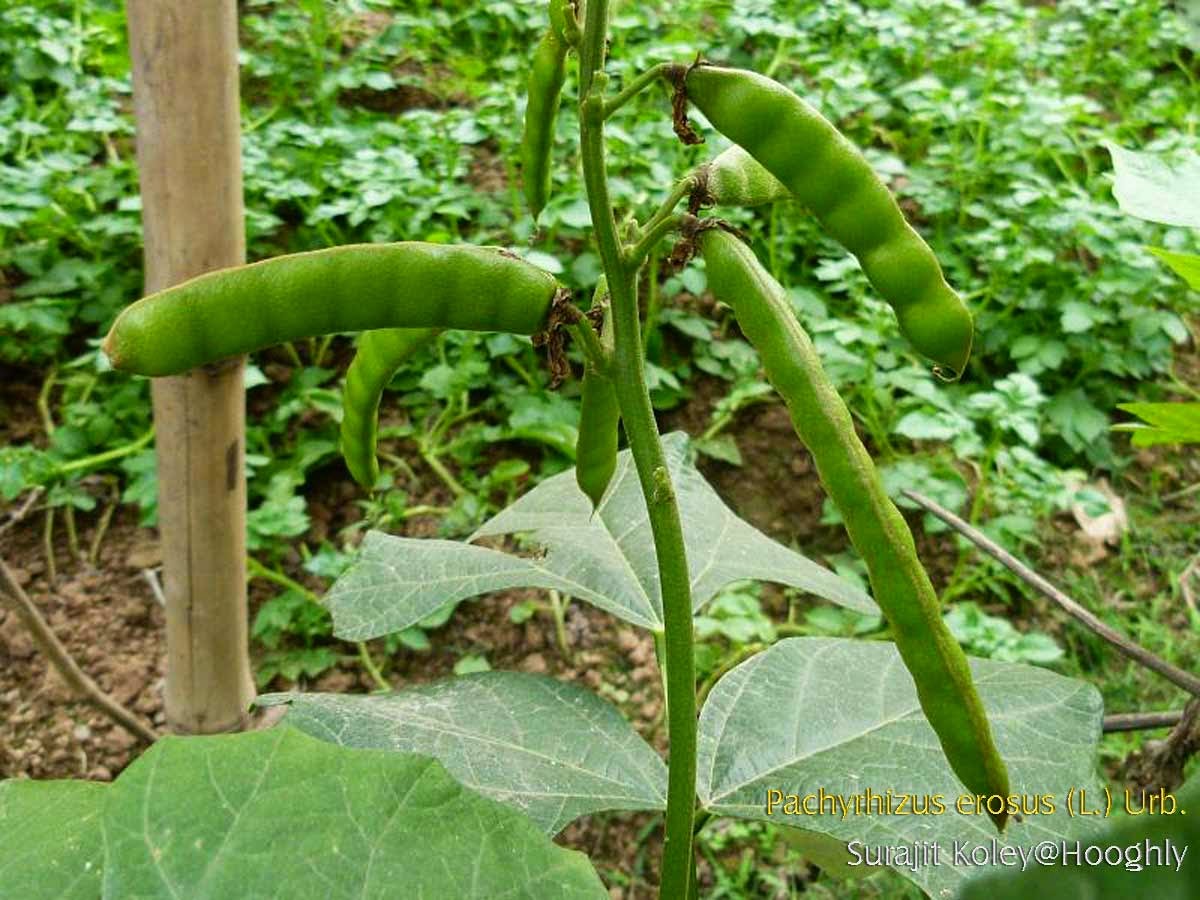 Medicinal Plants Pachyrhizus erosus, Jicama, Sankalu