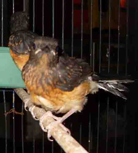 Harga Jual Burung Murai Batu Aceh Anakan Terbaru 2017
