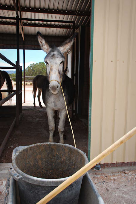 the 7msn ranch lucy gets promoted to assistant sanitation engineer sanitation engineer