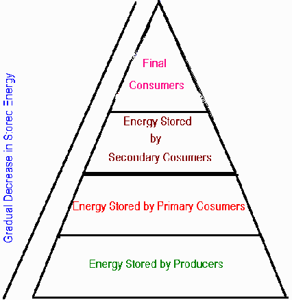 define web celebrity food chain pyramid worksheet celebrity gossip define web celebrity food chain pyramid worksheet celebrity gossip