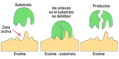 ENZIMA enzima: